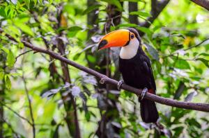 Brasilien, Rio Negro, Amazonas - Magisches Amazonien: Landprogramm Iguassu - Brasilia, Flussreise Manaus - Rio Negro - Amazonas, Landprogramm Rio de Janeiro mit der MS Amazon Clipper Premium Brasilien, Rio Negro, Amazonas - Magisches Amazonien: Landprogramm Iguassu - Brasilia, Flussreise Manaus - Rio Negro - Amazonas, Landprogramm Rio de Janeiro mit der MS Amazon Clipper Premium