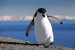 MS HEBRIDEAN SKY - Antarktische Halbinsel - Einzigartige Tierwelt