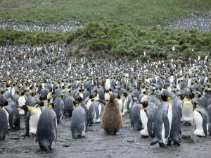 MS ORTELIUS: Falkland - Südgeorgien - Antarktische Halbinsel