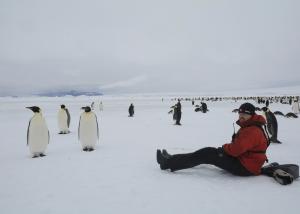 MS ORTELIUS: Kaiserpinguine im Weddell Meer