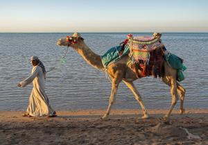 Sonnige Aussichten zwischen Indien, Arabien und dem Mittelmeer: Mumbai - Muscat - Salalah - Hurghada - Eilat - Taormina - Nizza mit der MS Amadea Sonnige Aussichten zwischen Indien, Arabien und dem Mittelmeer: Mumbai - Muscat - Salalah - Hurghada - Eilat - Taormina - Nizza mit der MS Amadea