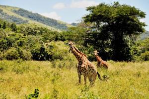 Südafrika, Sansibar & Seychellen: Kapstadt - Port Elizabeth - East London - Durban - Richards Bay - Insel Mosambik - Sansibar - Mombasa - Praslin - La Digue - Victoria mit der MS Albatros Südafrika, Sansibar & Seychellen: Kapstadt - Port Elizabeth - East London - Durban - Richards Bay - Insel Mosambik - Sansibar - Mombasa - Praslin - La Digue - Victoria mit der MS Albatros